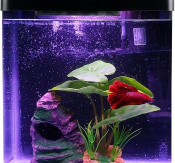 fish tank for beginners