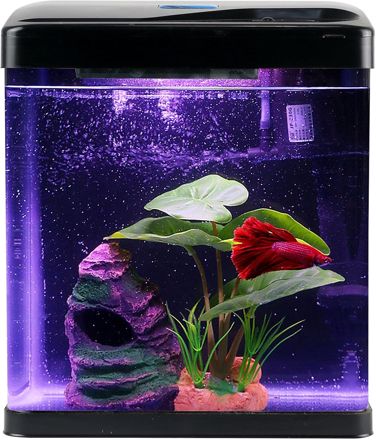 fish tank for beginners