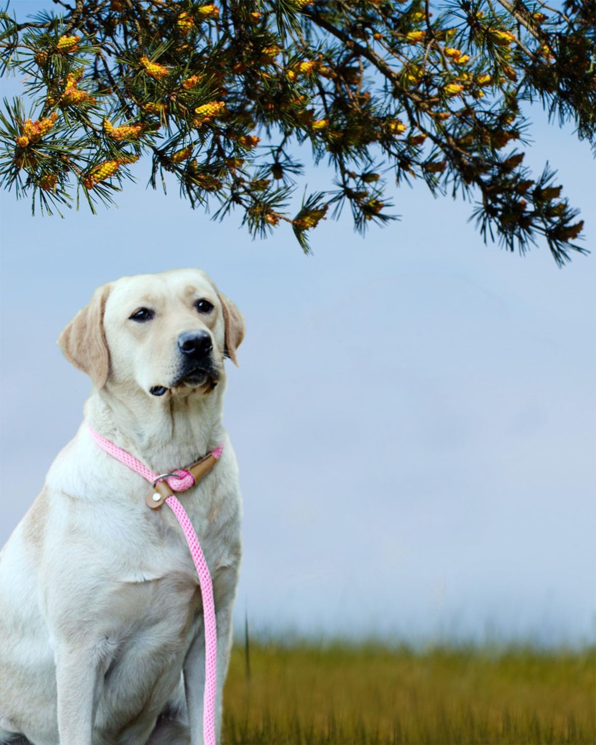 lynxking Dog Leash Slip Lead 5 6 8 FT Dog Training Leash Strong Heavy Duty Rope No Pull Training Lead Leashes for Dogs - Happypetzone.online - Image 6