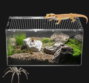 live insects for reptiles