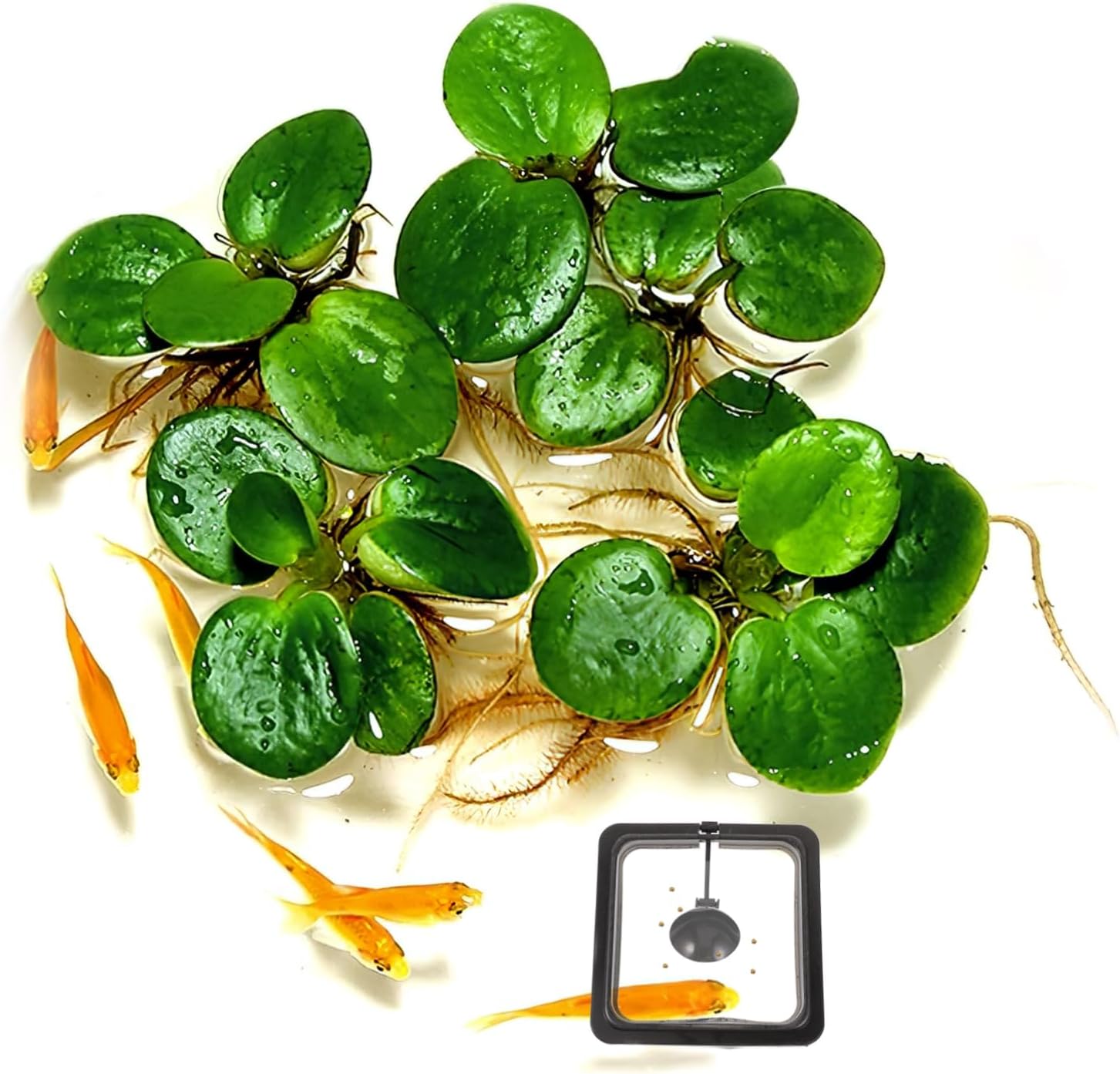 Square Floating Food Circle for Fish Feeding Aquarium Fish Feeder with Suction Cup for Flake and Floating Foods Durable Black Design for Betta Guppy Goldfish - Happypetzone.online - Image 3