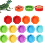 gecko food diet