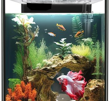 fish tank for beginners