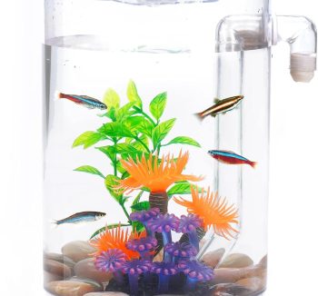 fish tank for beginners