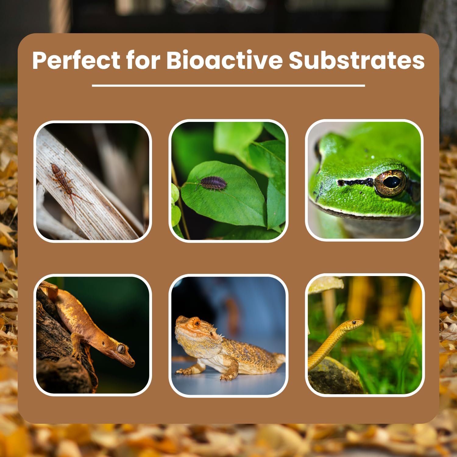 SCOTTY'S BUGS All Natural Leaf Mold for Bioactive Terrariums & Vivariums – Perfect for Isopods, Springtails, Amphibians & Reptiles – 12oz. Pack - Happypetzone.online - Image 5