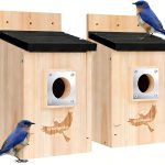bird wellness products