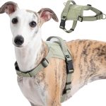dog harness for small dogs