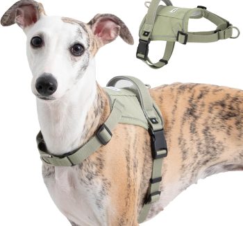 dog harness for small dogs