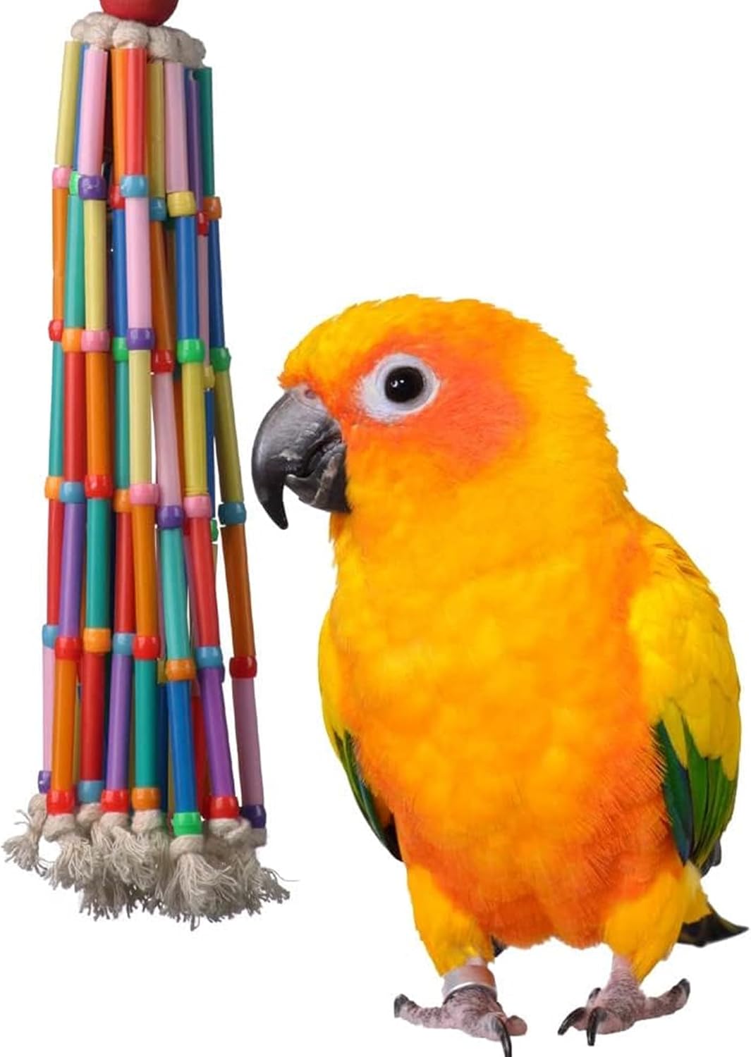 bird toys hanging