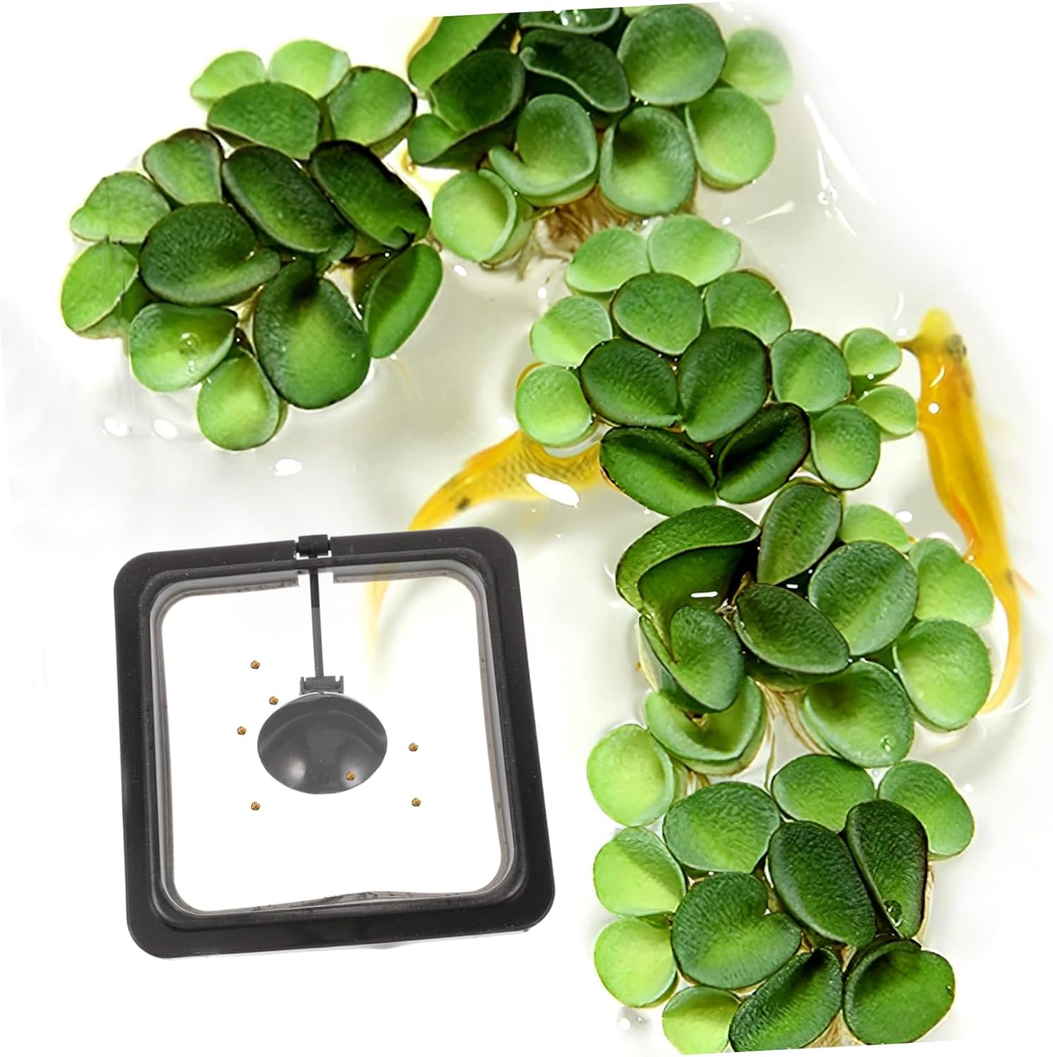 Square Floating Food Circle for Fish Feeding Aquarium Fish Feeder with Suction Cup for Flake and Floating Foods Durable Black Design for Betta Guppy Goldfish - Happypetzone.online - Image 5