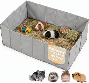 guinea pig enclosure indoor