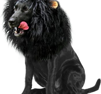 dog costume funny