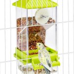canary bird food