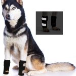 dog joint supplement