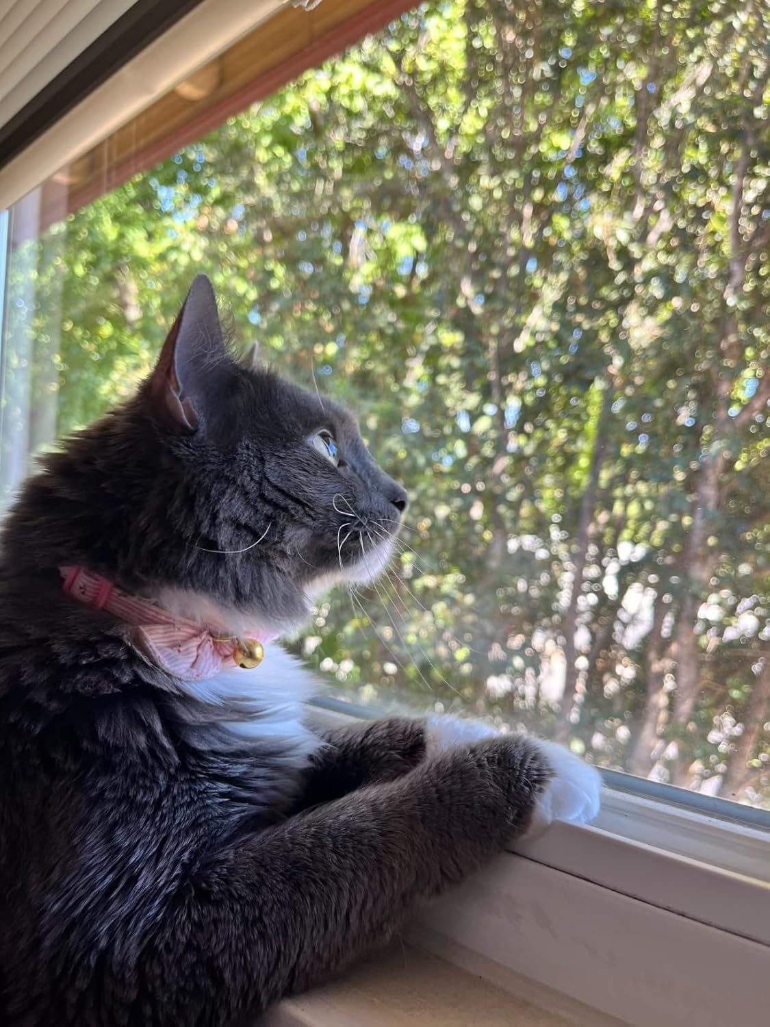Cotton Bowtie Cat Collar with Bell 2 Pack Adjustable Breakaway Kitten Collars with Removeable Bow Pink Girl Cat Collars - Happypetzone.online - Image 6