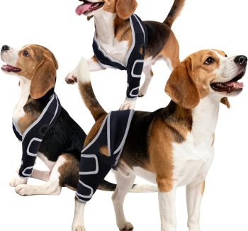 dog joint supplement