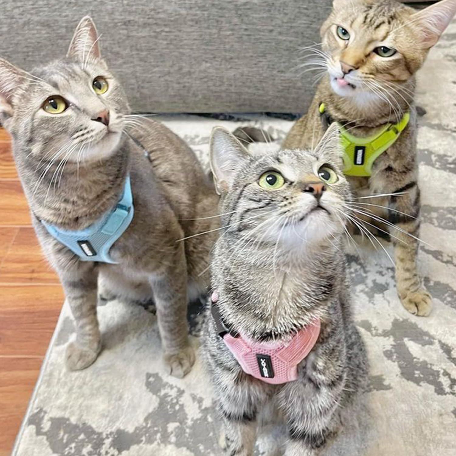 Voyager Escape-Proof Step-in Lock Cat Harness & 5ft Neoprene-Handle Leash Set All-Weather Mesh with Reflective Stitching for Small to Large Cats by Best Pet Supplies, Pink, XXXS - Happypetzone.online - Image 6