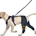 dog joint supplement