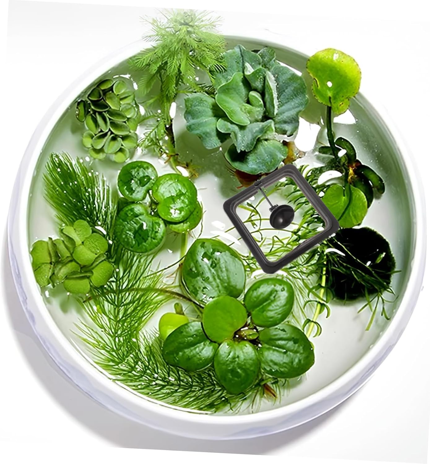 Square Floating Food Circle for Fish Feeding Aquarium Fish Feeder with Suction Cup for Flake and Floating Foods Durable Black Design for Betta Guppy Goldfish - Happypetzone.online - Image 2