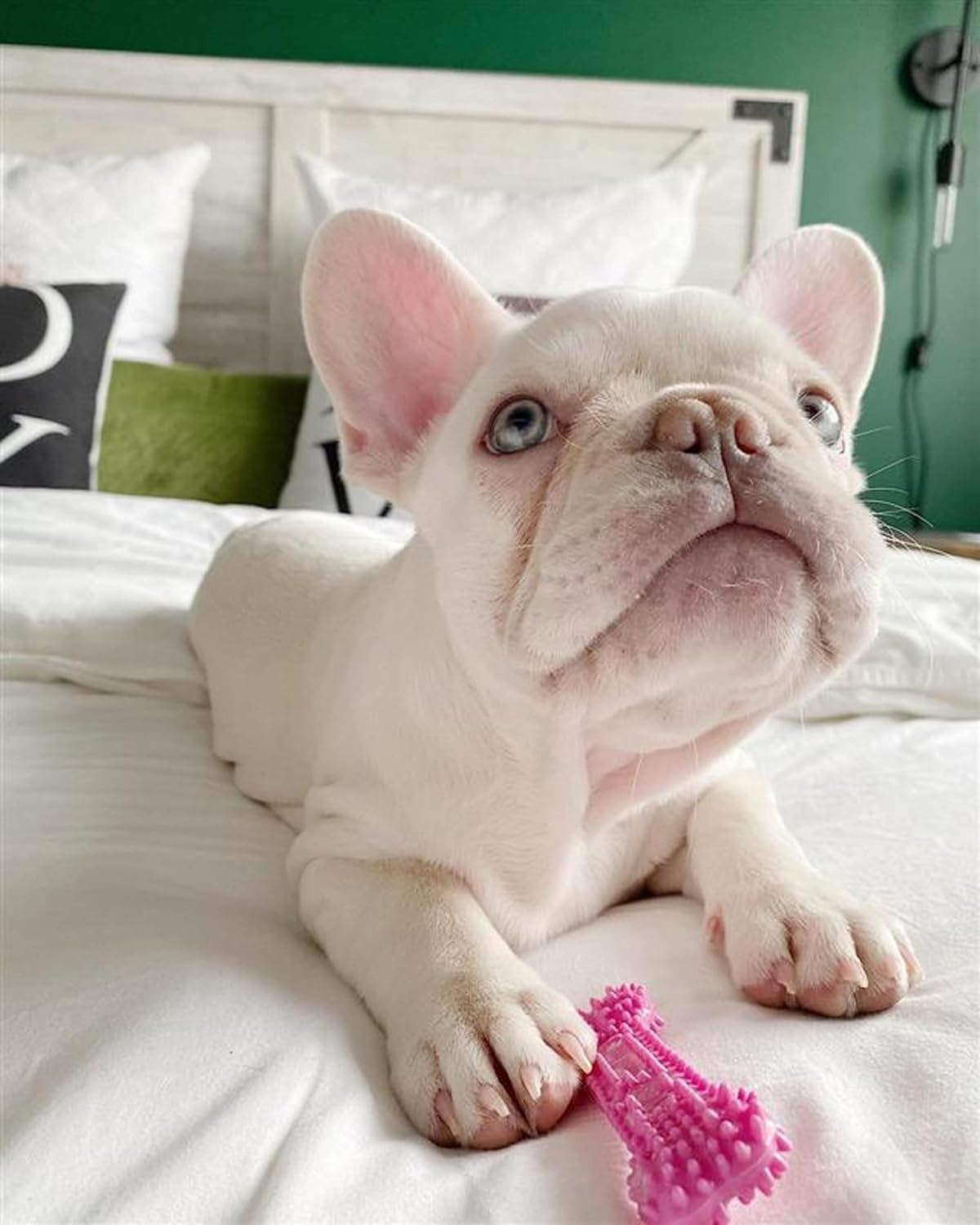 Nylabone Textured Teething Bone Puppy Chew Toy, Soothing Puppy Teething Bone, Enrichment Toy for Puppies, Pink, Chicken Flavor, X-Small Dogs - Up to 15 Ibs, 1 Count - Happypetzone.online - Image 2