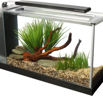 fish tank aquarium