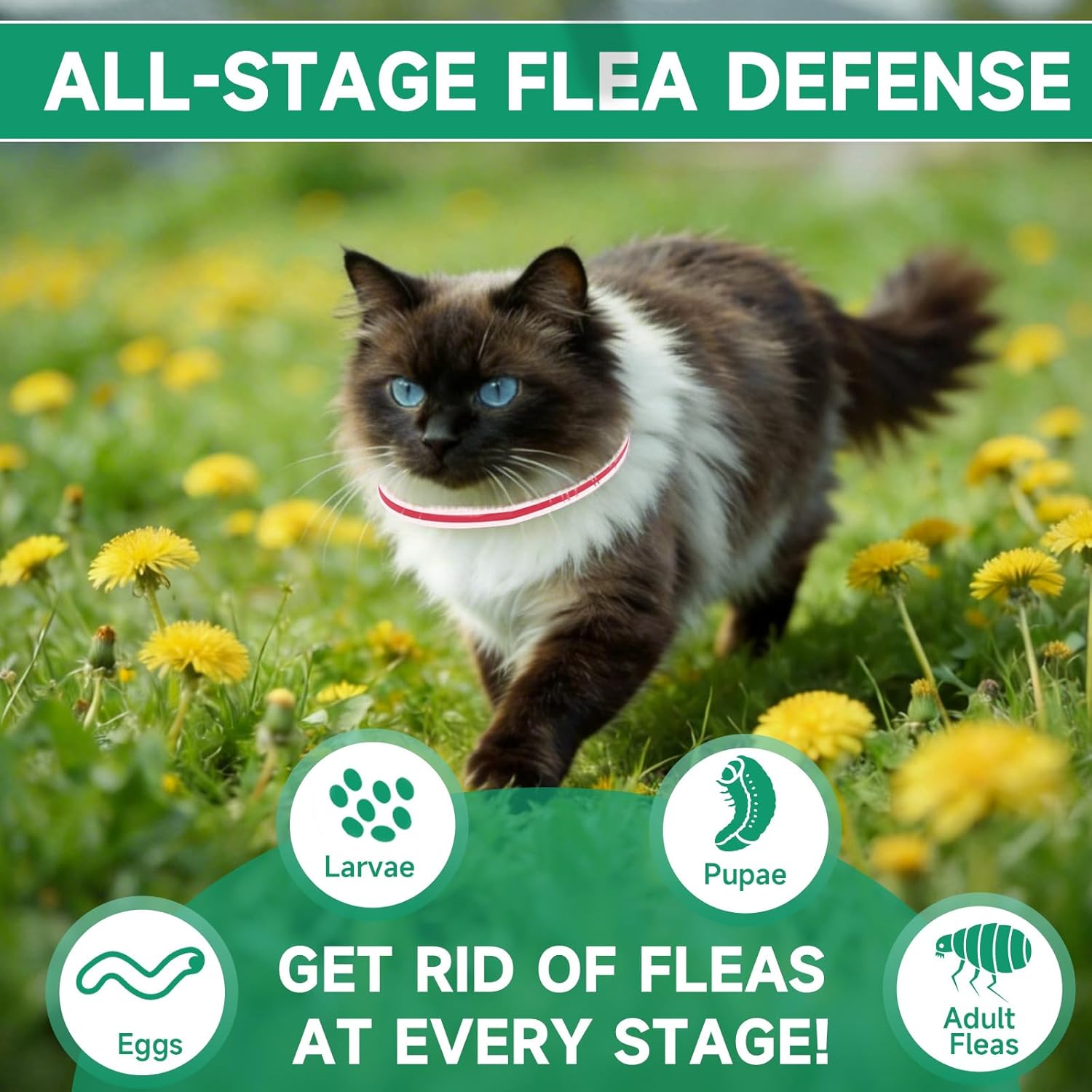 4 Pack Cat Flea Collars, Cat Flea and Tick Treatment, 32 Months Protection Flea and Tick Prevention for Cats, Waterproof Flea Collar for Cats, One Size Fits All, Red and White - Happypetzone.online - Image 3
