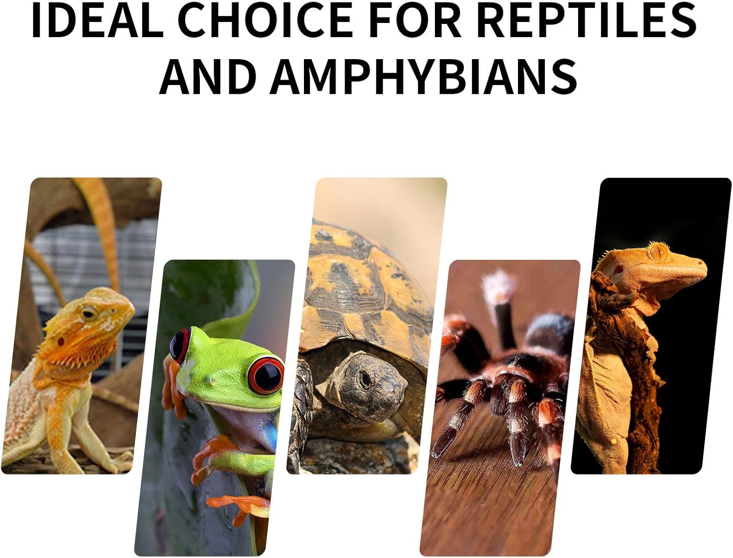 Mini Reptile Glass Terrarium Tank 8"x8"x12“ Full View with Front Opening Door and Enclosure Habitat Cage for Leopard Gecko Tarantula Young Lizard Hermit Crab Frog Insects Breeding Tank - Happypetzone.online - Image 7