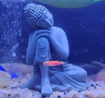 aquarium aesthetic decor