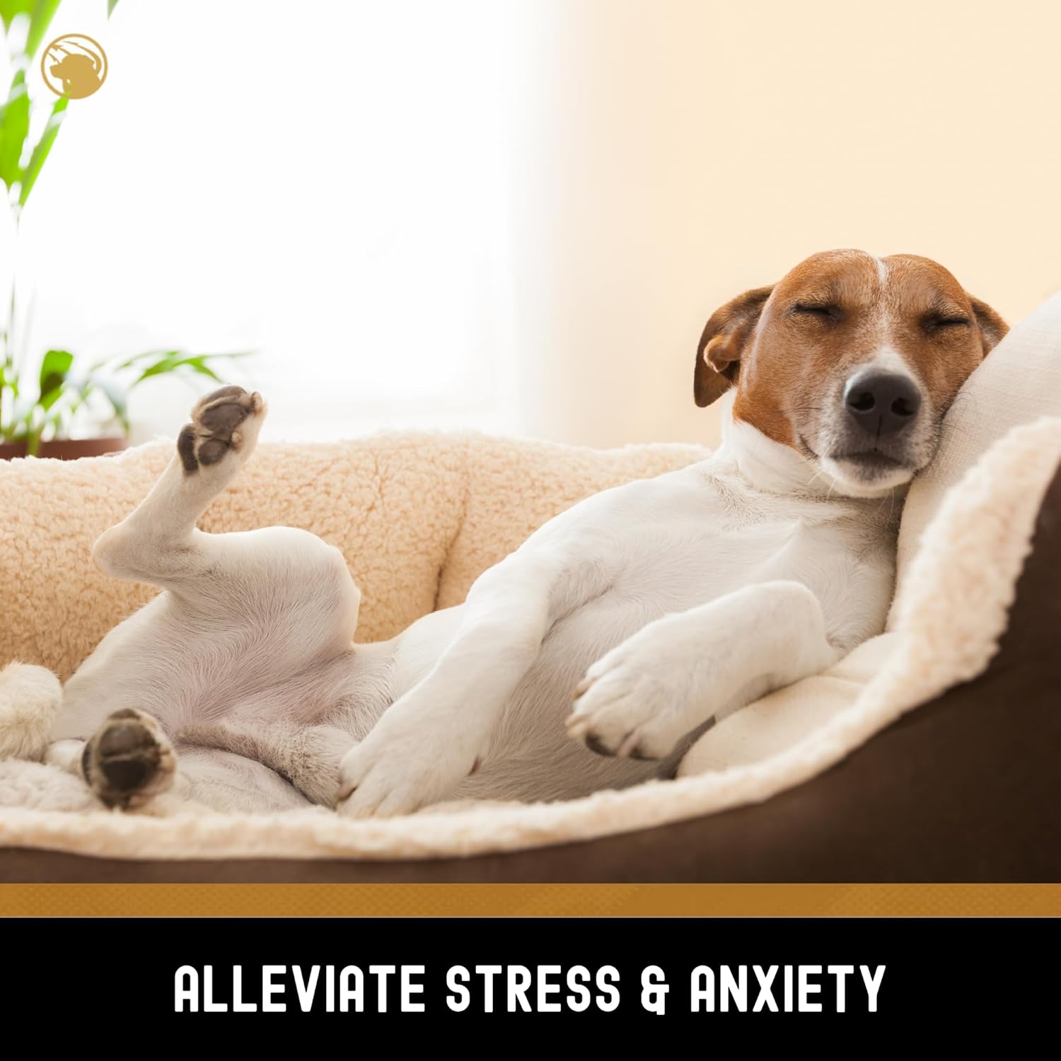 TEAM DOG Calming Chews - Anxiety Relief Treats | Natural Calming Bites with Melatonin, Chamomile, Valerian & Passion Flower | 120 Soft Chews for Large & Small Dogs | Delicious Peanut Butter Flavor - Happypetzone.online - Image 5