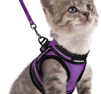 cat harness for small cats