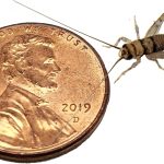 crickets for reptiles