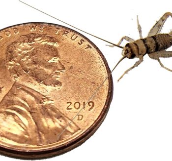 crickets for reptiles