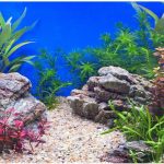 fish tank background decor