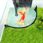 aquarium natural plants
