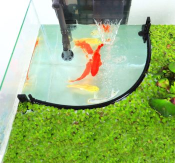 aquarium natural plants