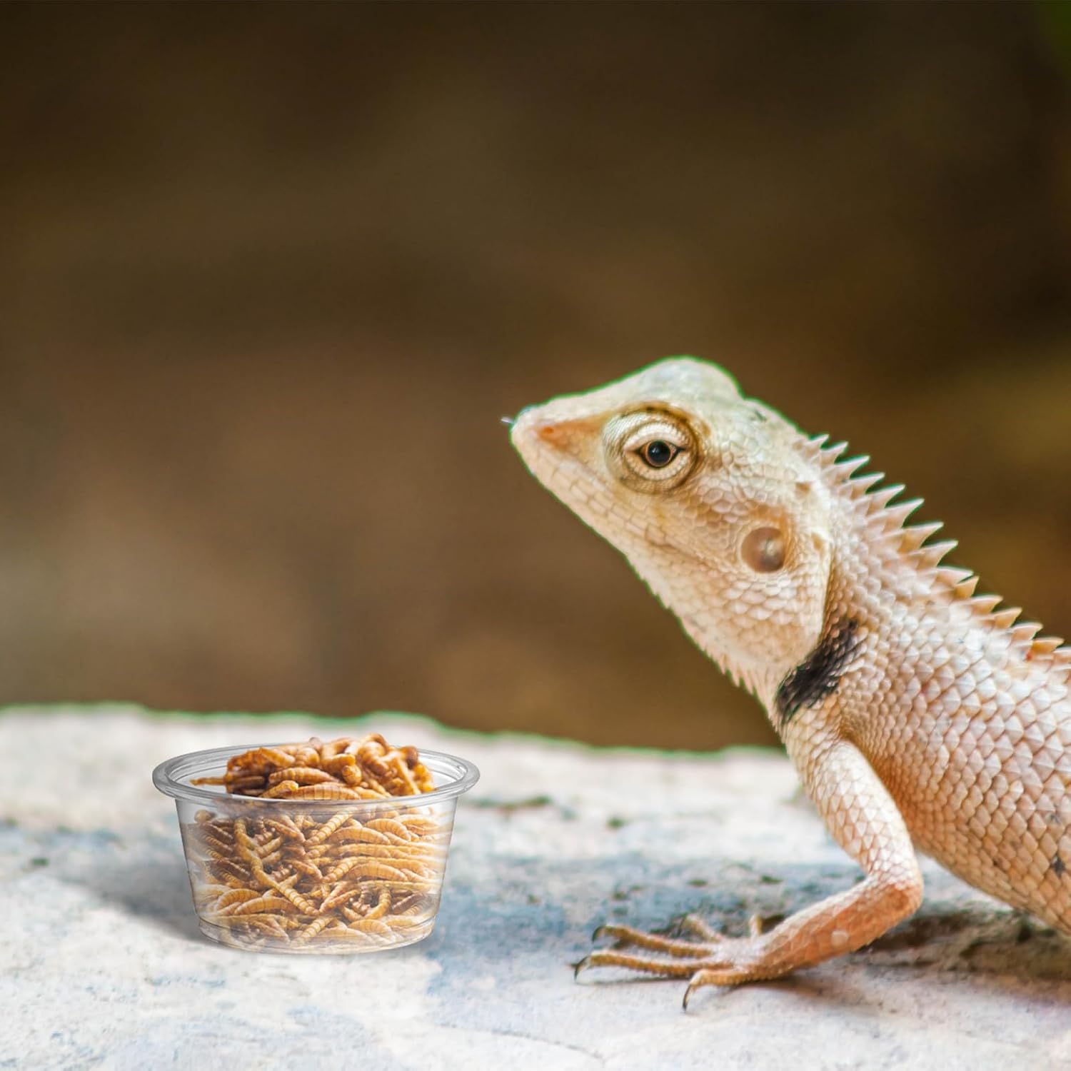 600PCS 0.5oz Gecko Food Cups | Durable Plastic Leak-Proof Reptile Feeder Cups - for Geckos, Lizards & Small Pets | Multi-Purpose for Terrarium Daily Feeding(0.5oz) - Happypetzone.online - Image 4