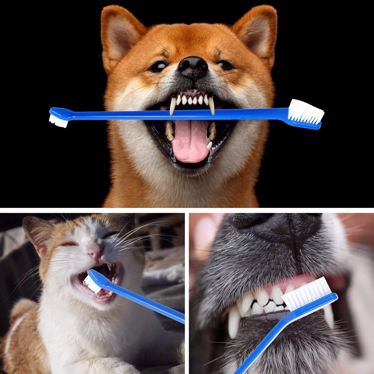 Newday Dog Toothbrush Set of 8 - Dual Headed, Dental Hygiene Convenient Soft Toothbrush to Clean pet Teeth, Dog Tooth Brushes for Small to Large Dogs, Cats, and Most Pets, Teeth Brush in Bulk - Happypetzone.online - Image 8