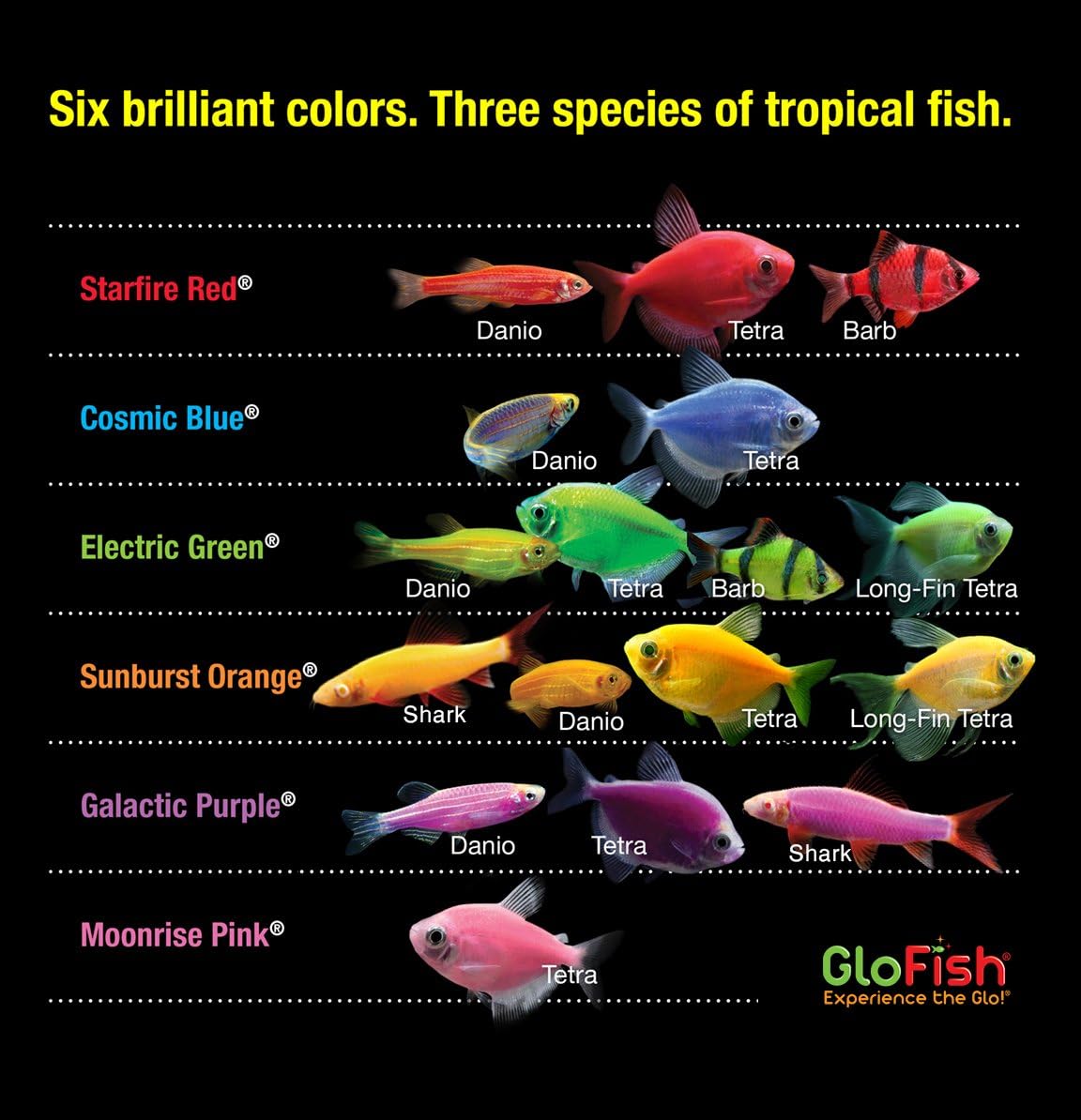 Glofish 10 Gallon Aquarium Fish Tank Kits, Includes LED Lighting and Décor (Amazon Exclusive) - Happypetzone.online - Image 4