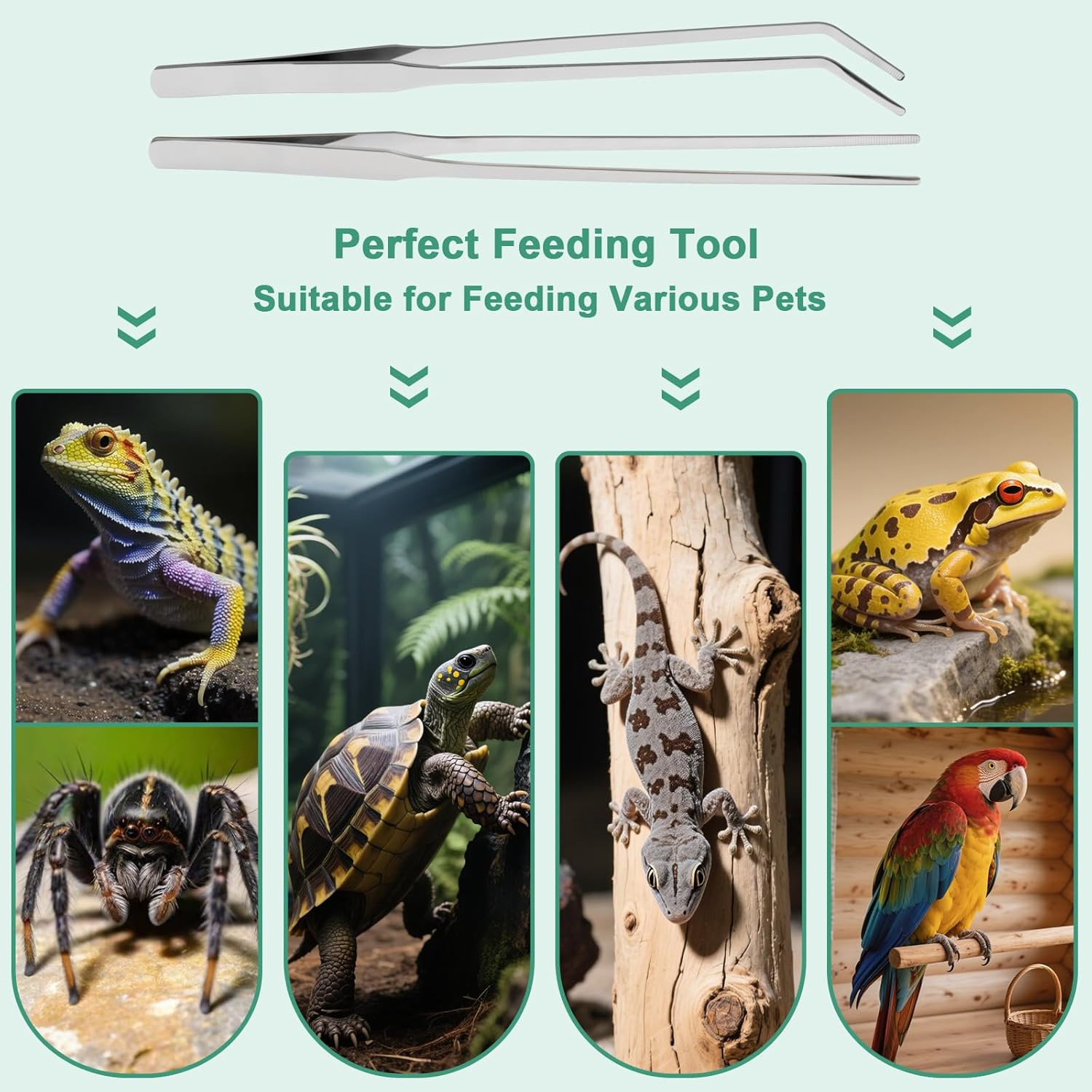 Syn-zer 2PCS Stainless Steel Reptile Feeding Tongs, 10.6 inch Straight and Curved Tweezers for Aquarium, Terrarium & Crafts Bearded Dragon Snake Tank Accessories, Planted Tank Tools Feeder for Lizards - Happypetzone.online - Image 7