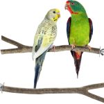 bird perch natural wood