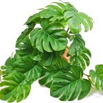 reptile enclosure decor kit