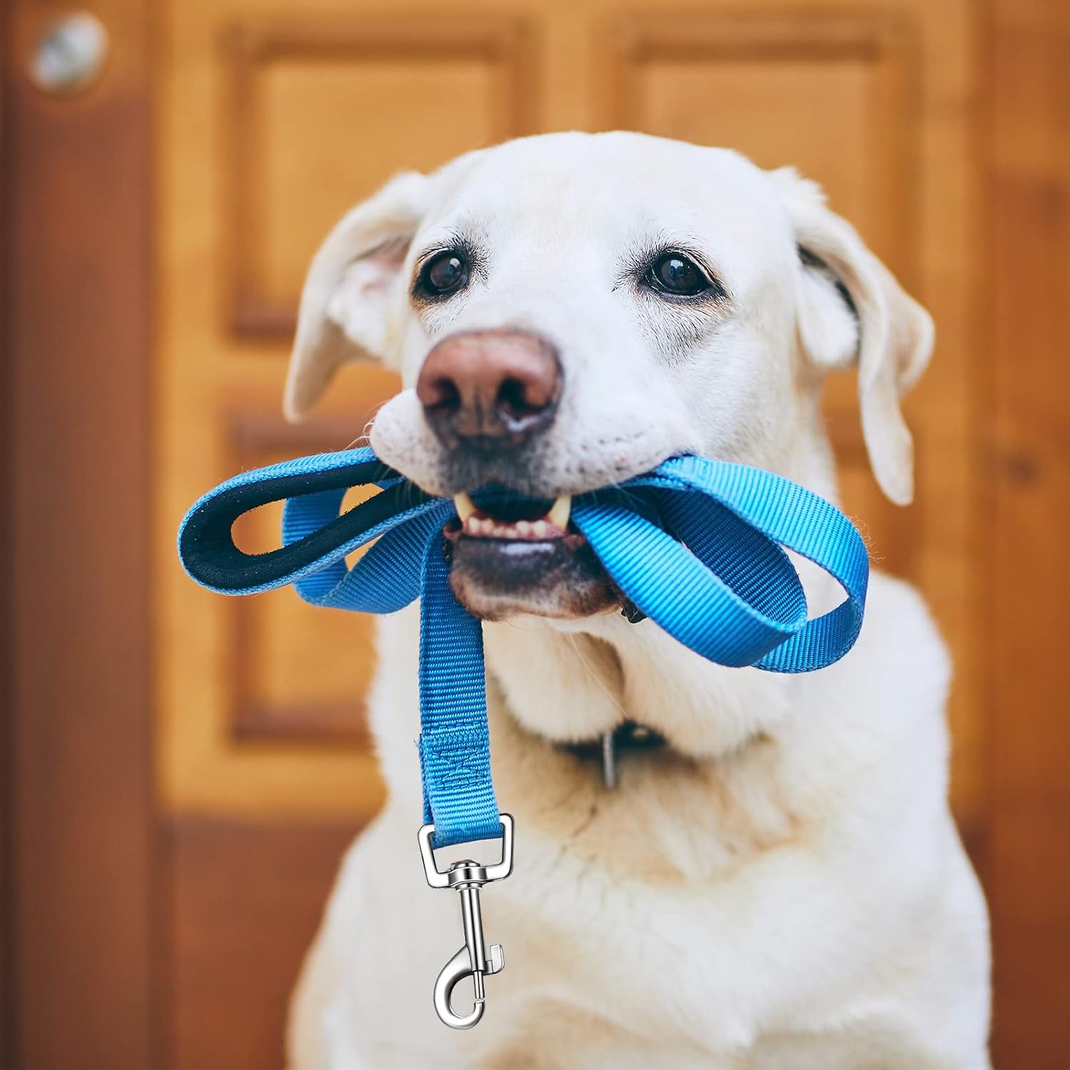 6 Pieces Dog Leash Bulk for Medium and Large Dog, Heavy Duty Nylon Pack Dogs Leashes Padded Handle Double Sided Reflective Puppy Collar for Walking, Training, 5 Feet(Classic) - Happypetzone.online - Image 4