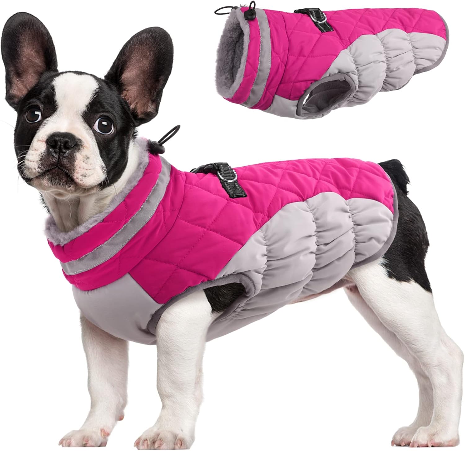 dog clothes winter