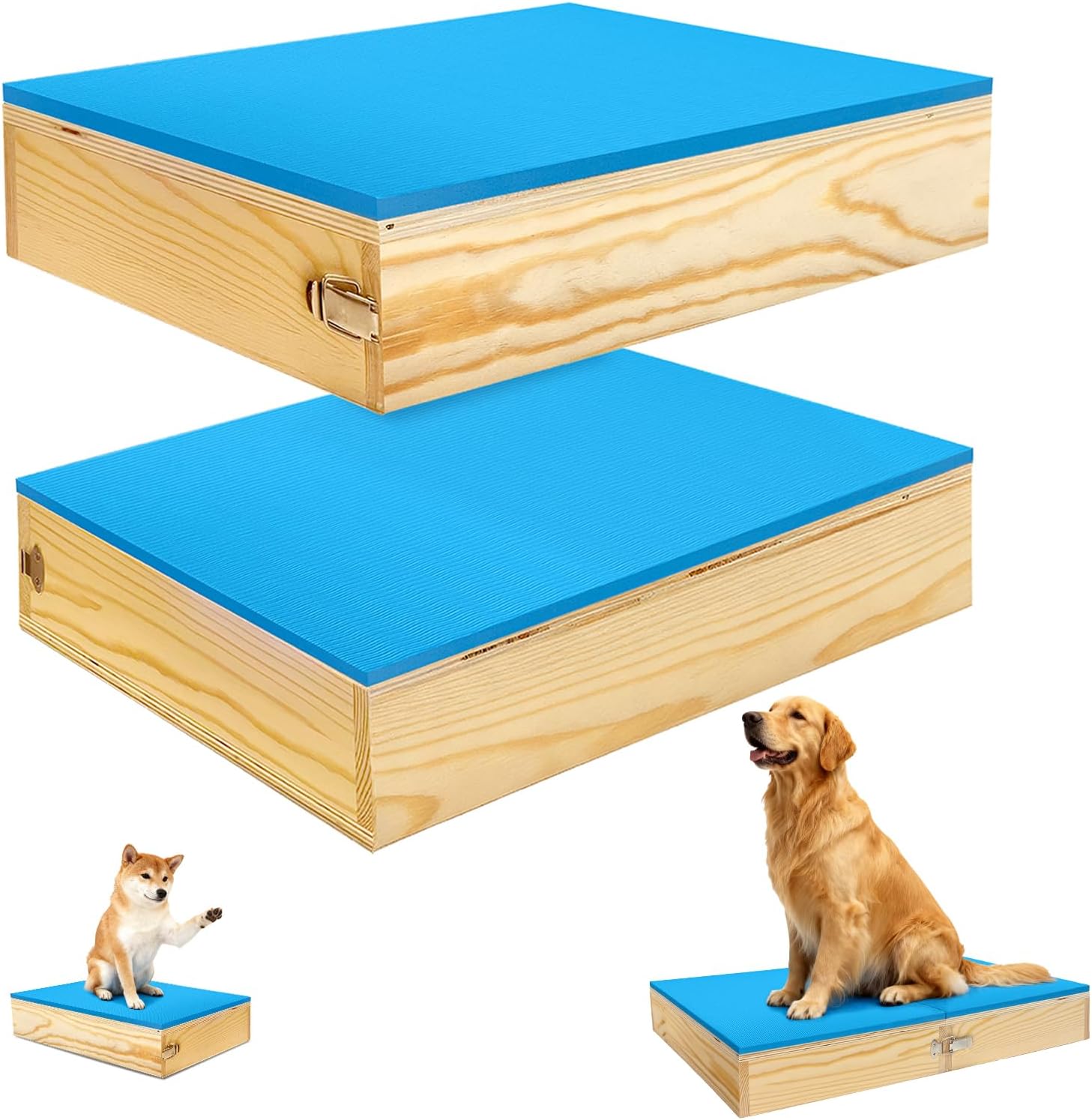 best dog training equipment
