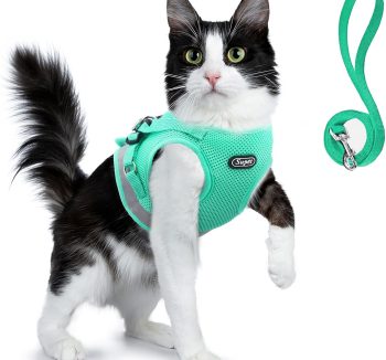 cat harness for small cats