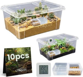 lizard terrarium setup
