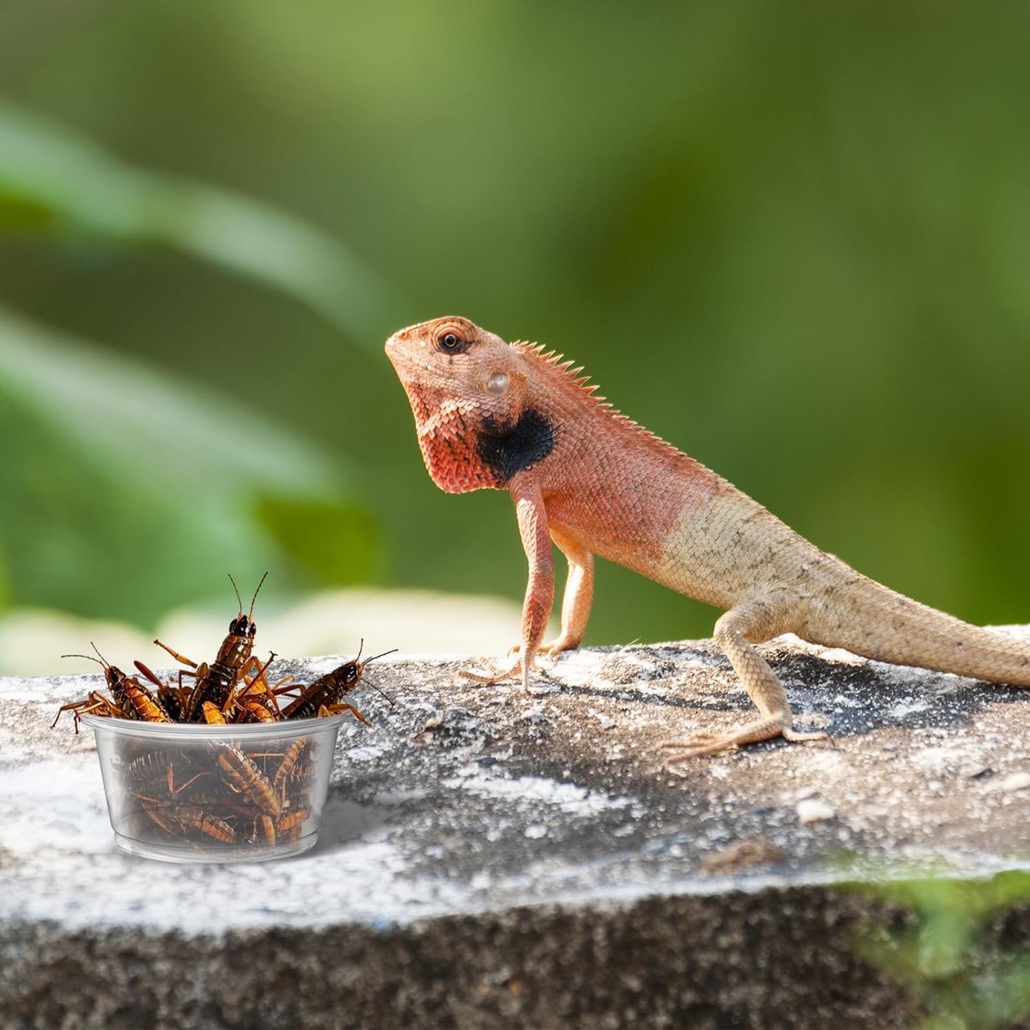 600PCS 0.5oz Gecko Food Cups | Durable Plastic Leak-Proof Reptile Feeder Cups - for Geckos, Lizards & Small Pets | Multi-Purpose for Terrarium Daily Feeding(0.5oz) - Happypetzone.online - Image 6