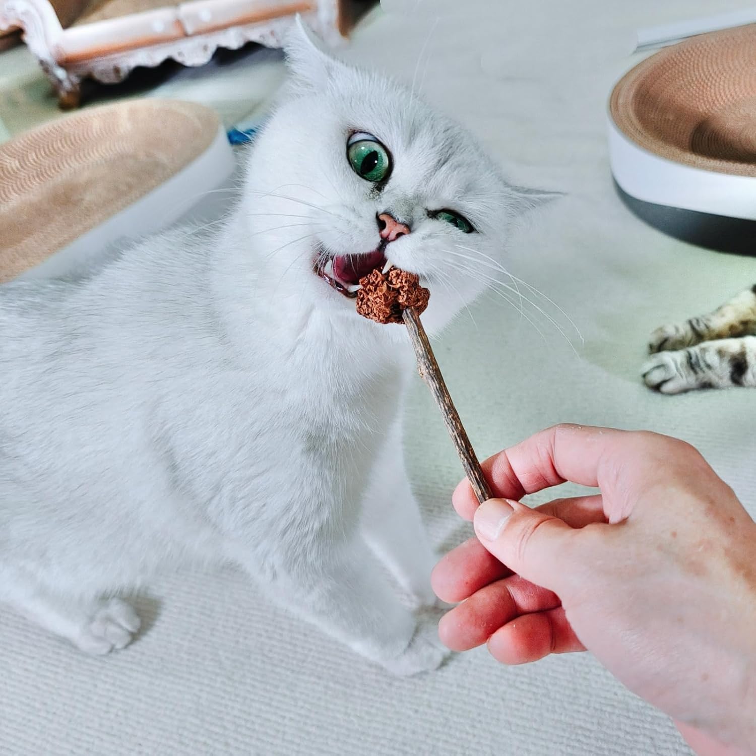 4 PCS Silvervine Stick Cat Toy with Gall Fruit – Natural Lollipop-Shaped Matatabi Chew Toy for Cats – Catnip Alternative for Teeth Cleaning, Anxiety Relief & Interactive Play – 4.8" Cat Dental Toy - Happypetzone.online - Image 5