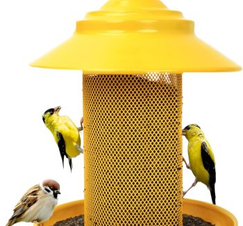 finch bird food
