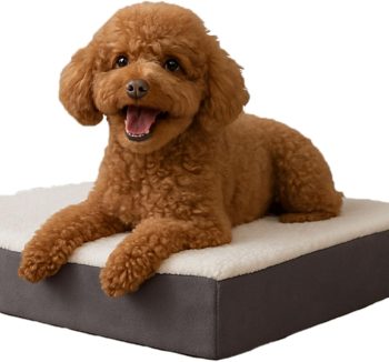dog bed memory foam
